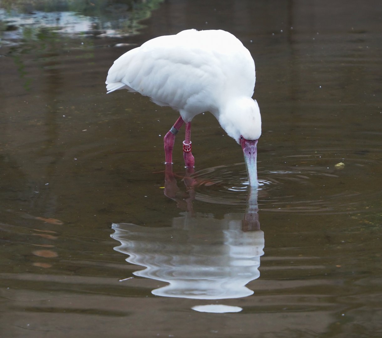 African spoonbill (Platalea alba), 2024-01-01