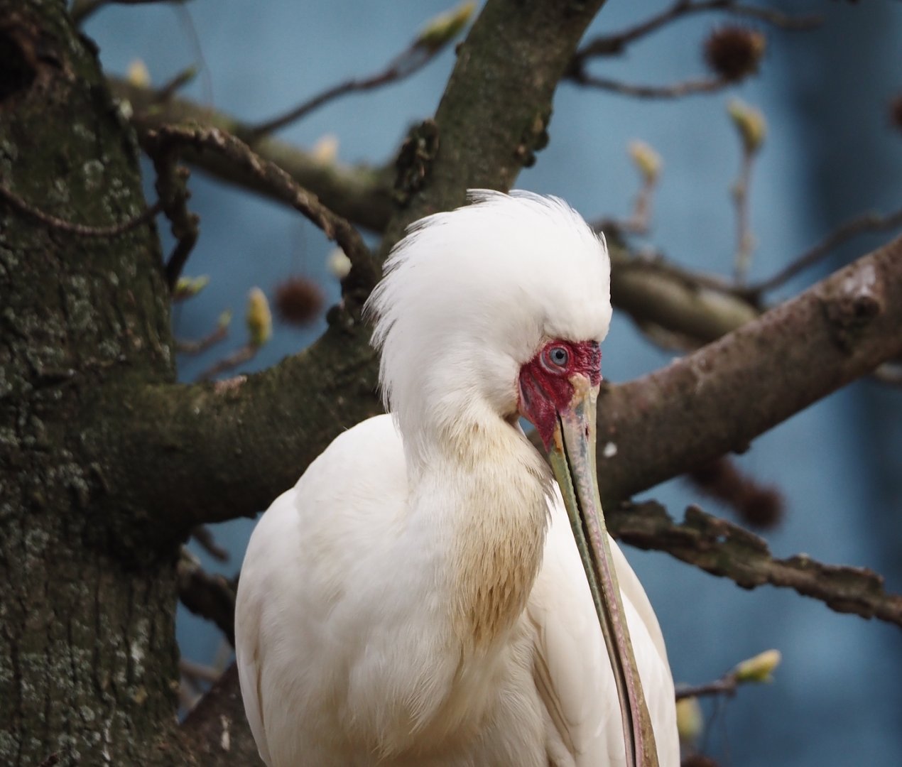 African spoonbill (Platalea alba), 2024-03-09