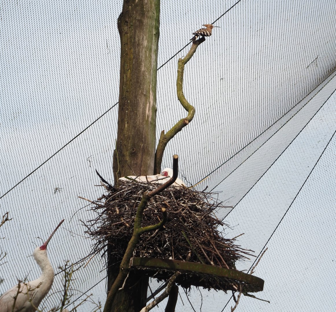 African spoonbill (Platalea alba) and a Common hoopoe (Upupa epops), 2024-04-06