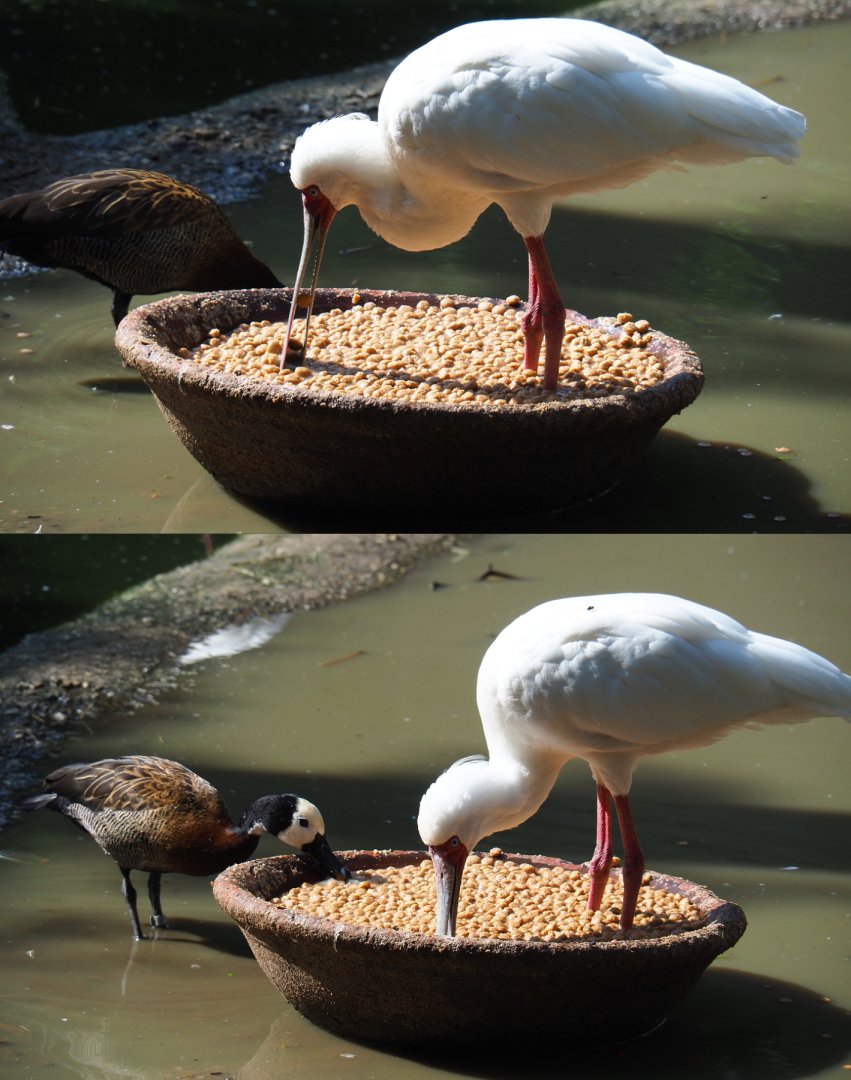 African spoonbill (Platalea alba) and White-faced whistling duck (Dendrocygna viduata) eating pellets, 2020-06-12