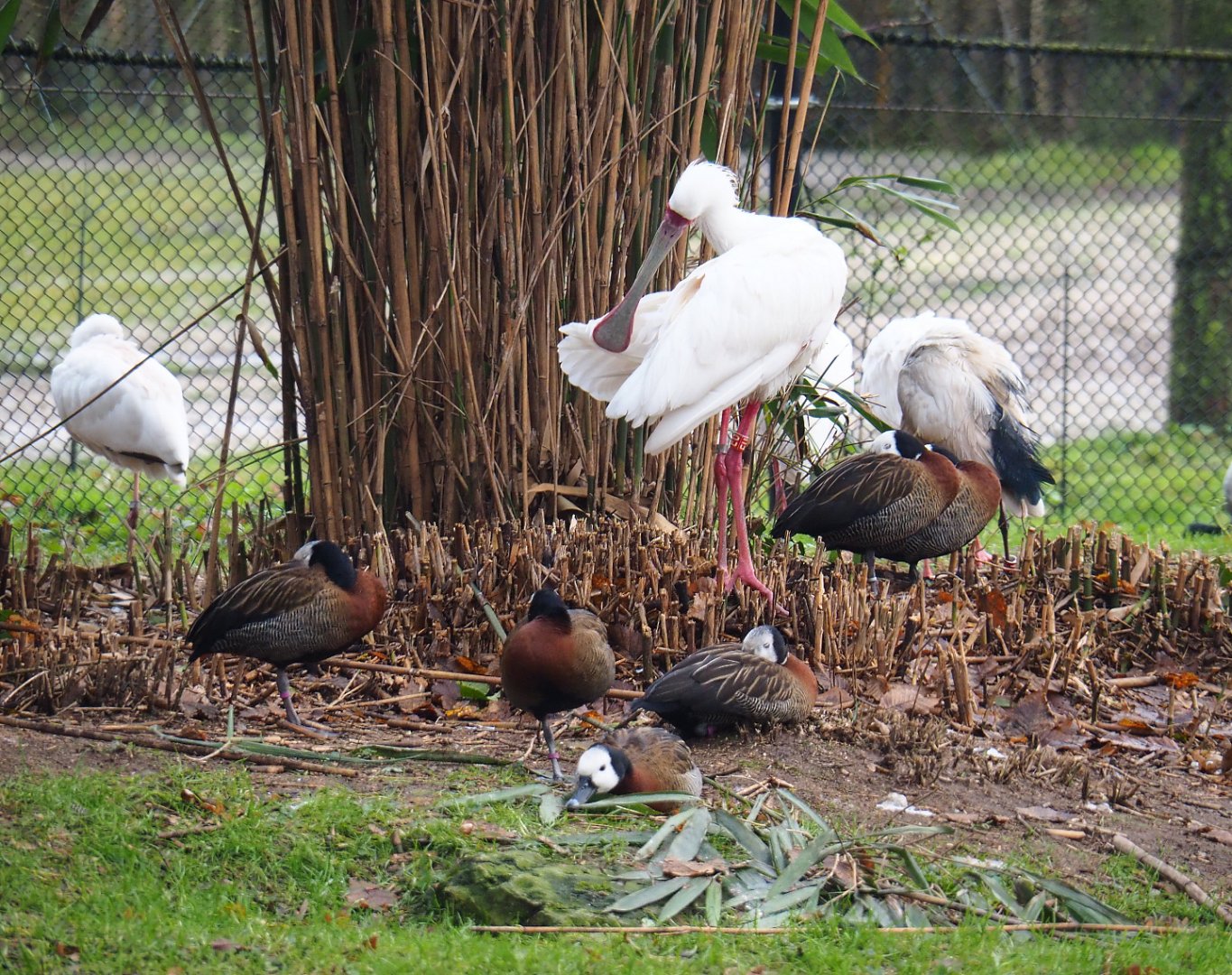 African spoonbill (Platalea alba) and White-faced whistling ducks (Dendrocygna viduata), 2021-12-07