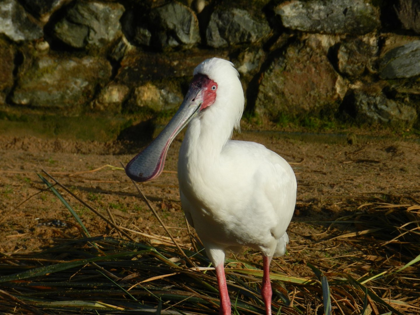 African Spoonbill (Platalea alba) at Banham Zoo, England