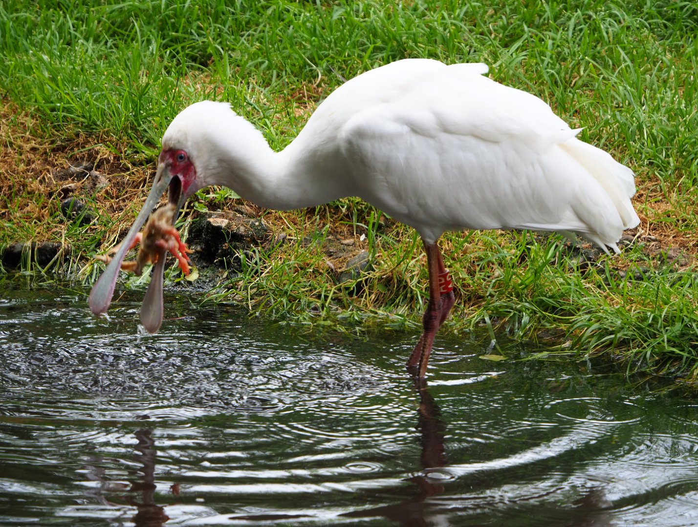 African spoonbill (Platalea alba) eating a one-day chick, 2020-05-23