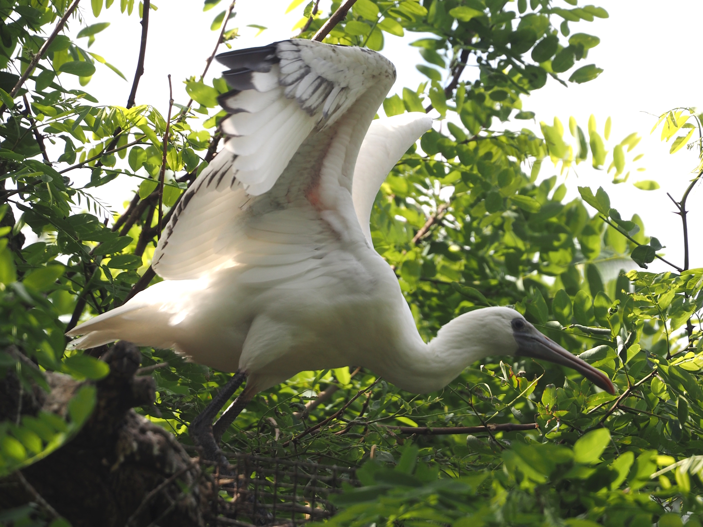 African spoonbill (Platalea alba) fledgling, 2025-06-03