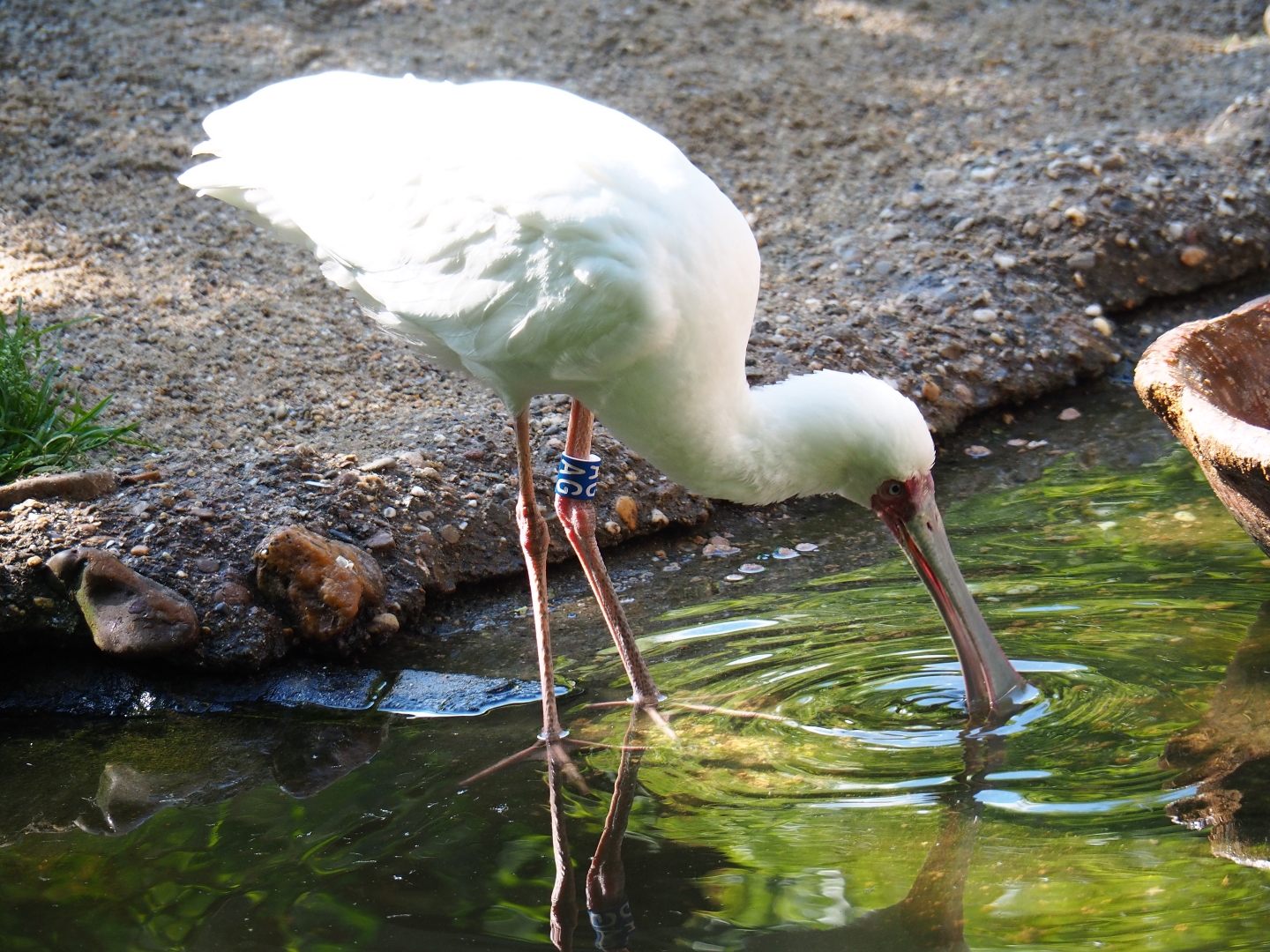 African spoonbill (Platalea alba) foraging, 2019-05-31