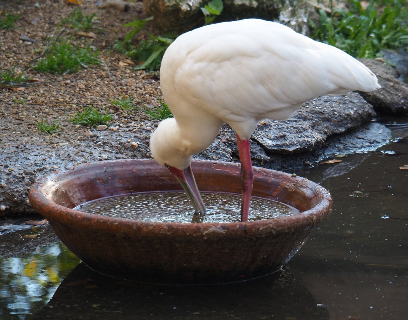 African spoonbill (Platalea alba), Nov 18th, 2018
