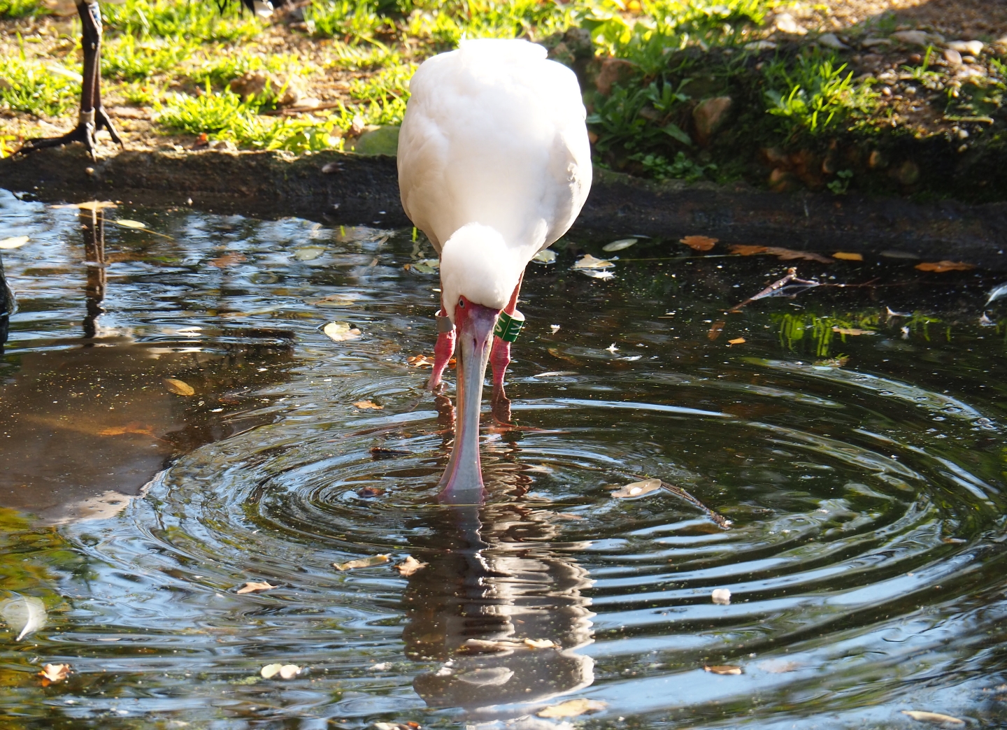 African spoonbill (Platalea alba), Nov 18th, 2018