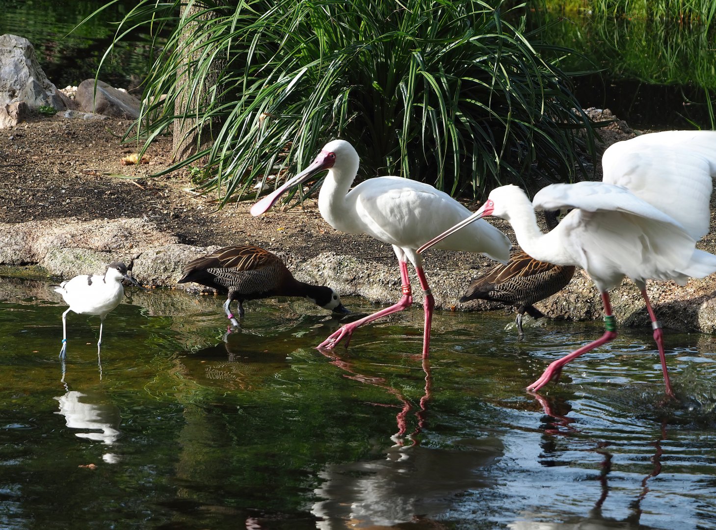 African spoonbill (Platalea alba), White-faced whistling ducks (Dendrocygna viduata) and Pied avocets (Recurvirostra avosetta), 2023-09-19