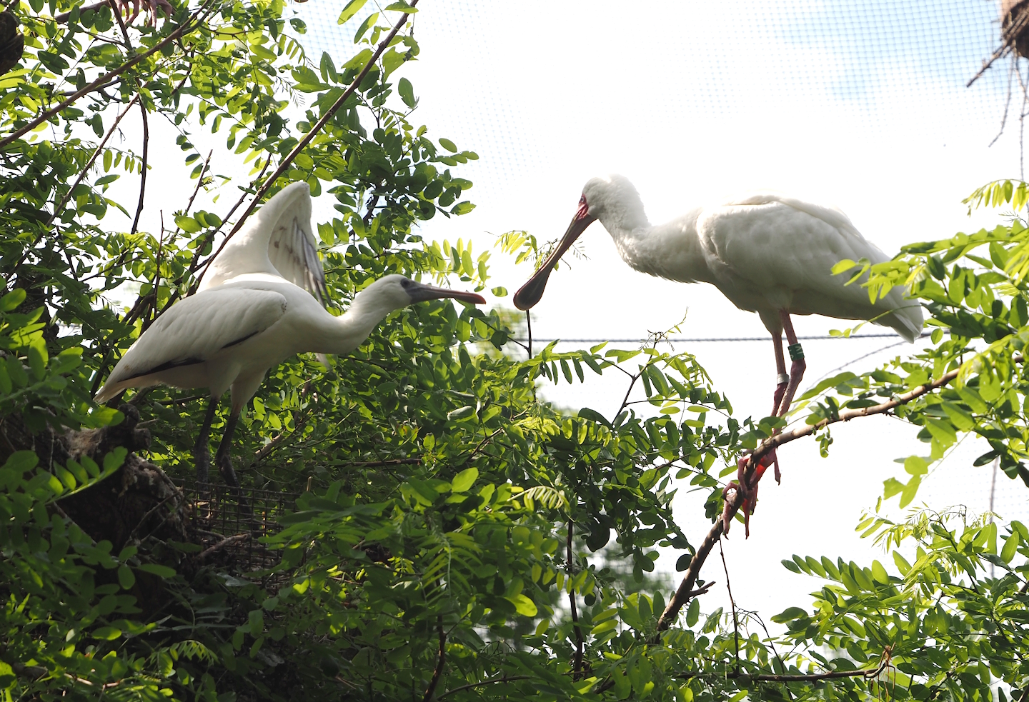 African spoonbill (Platalea alba) with fledgling, 2025-06-03