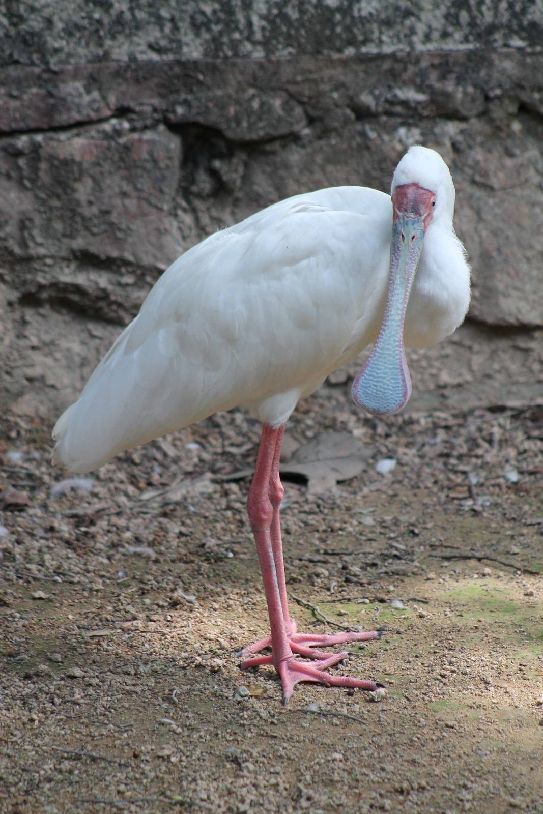 African spoonbill (Platalea alba)