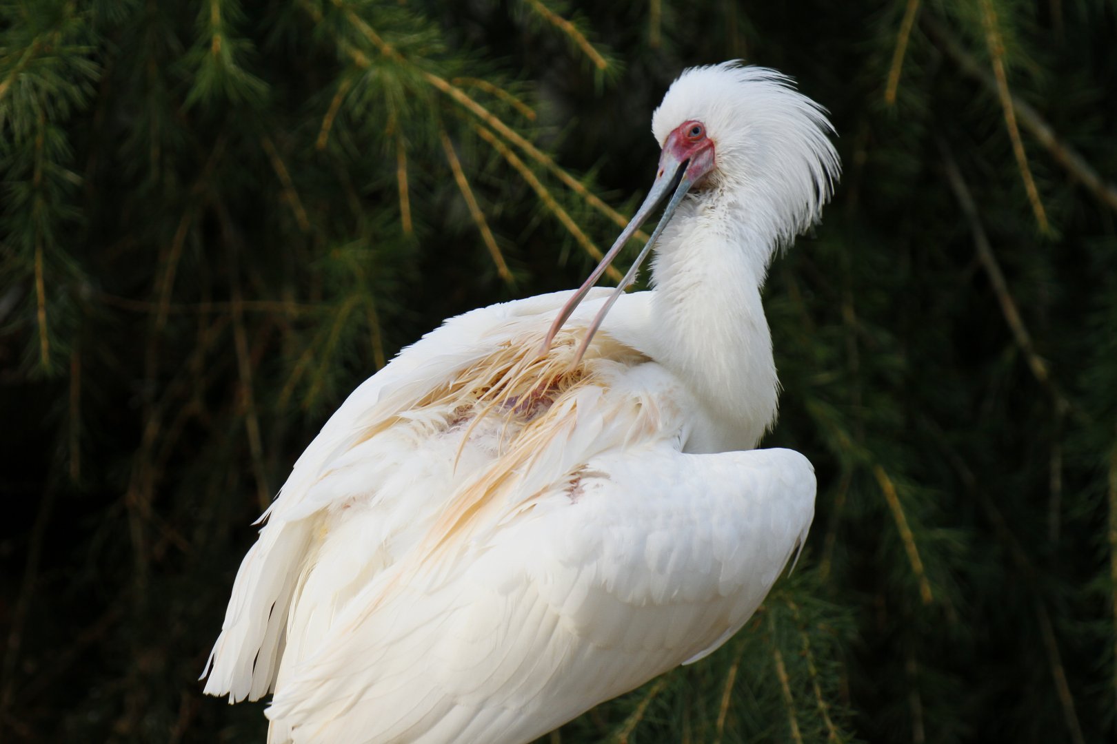 African spoonbill (Platalea alba)
