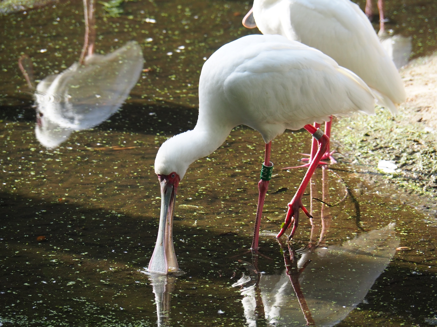 African spoonbill (Platalea alba)