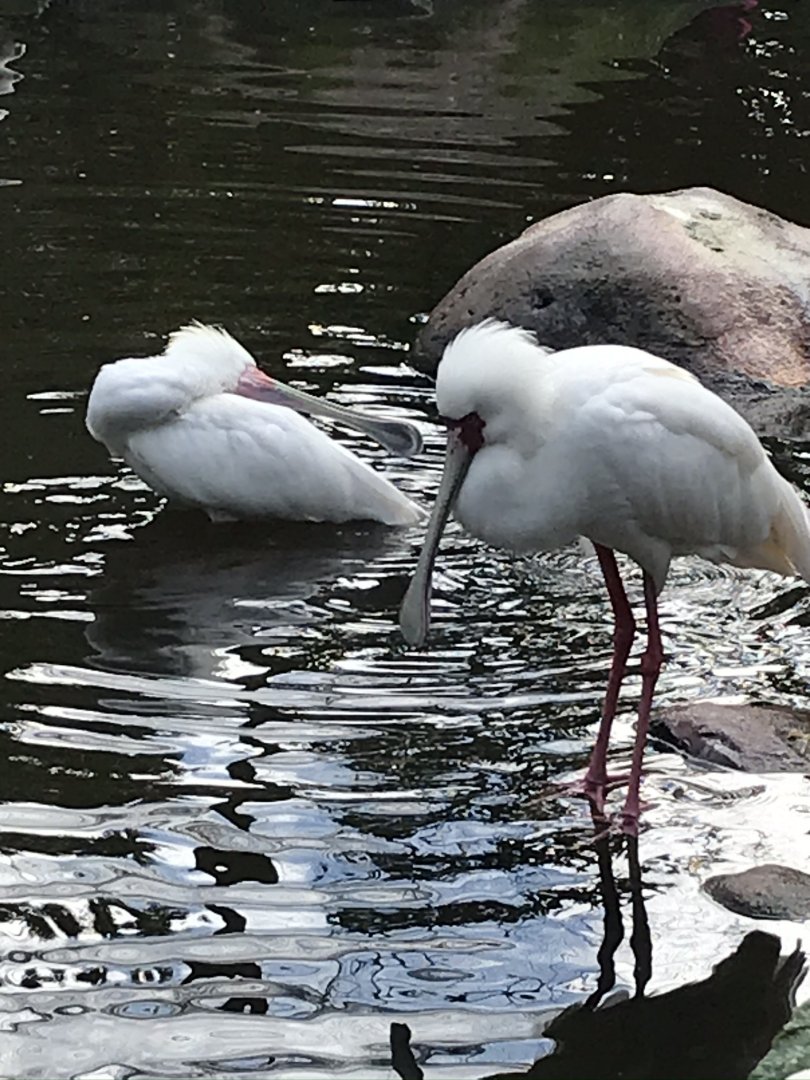 African spoonbill (Platalea alba)