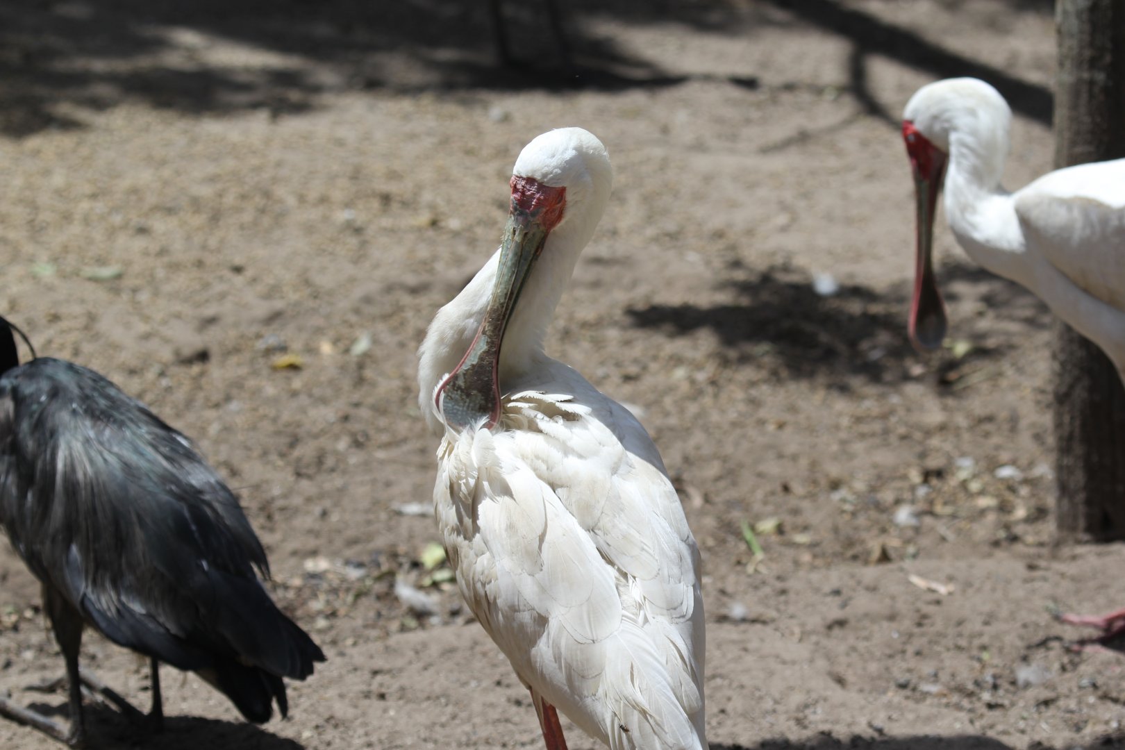 African spoonbill (Platalea alba)