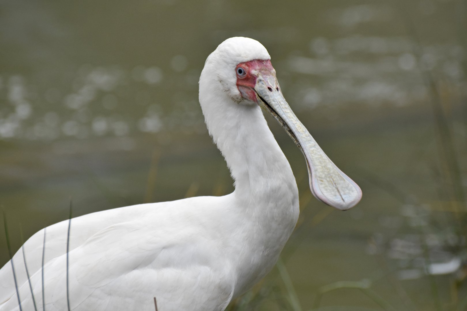 African spoonbill (Platalea alba)