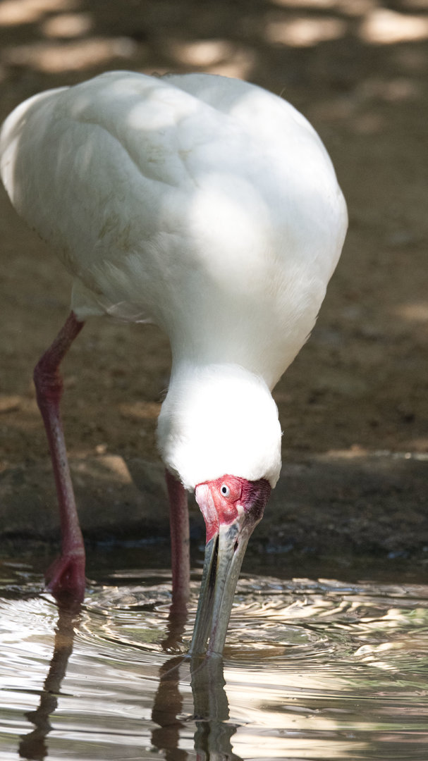 African spoonbill (Platalea alba)