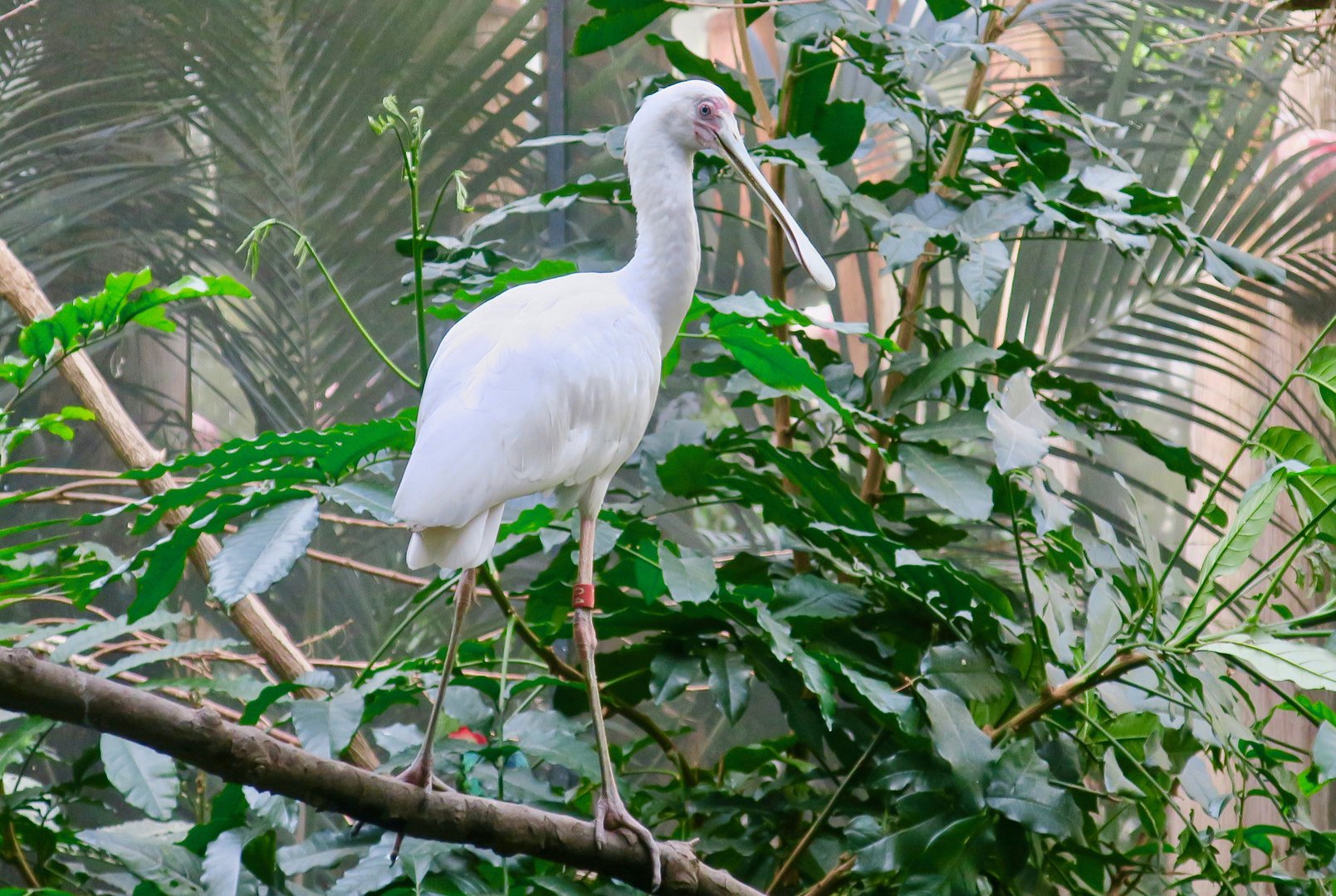 African Spoonbill (Platalea alba)