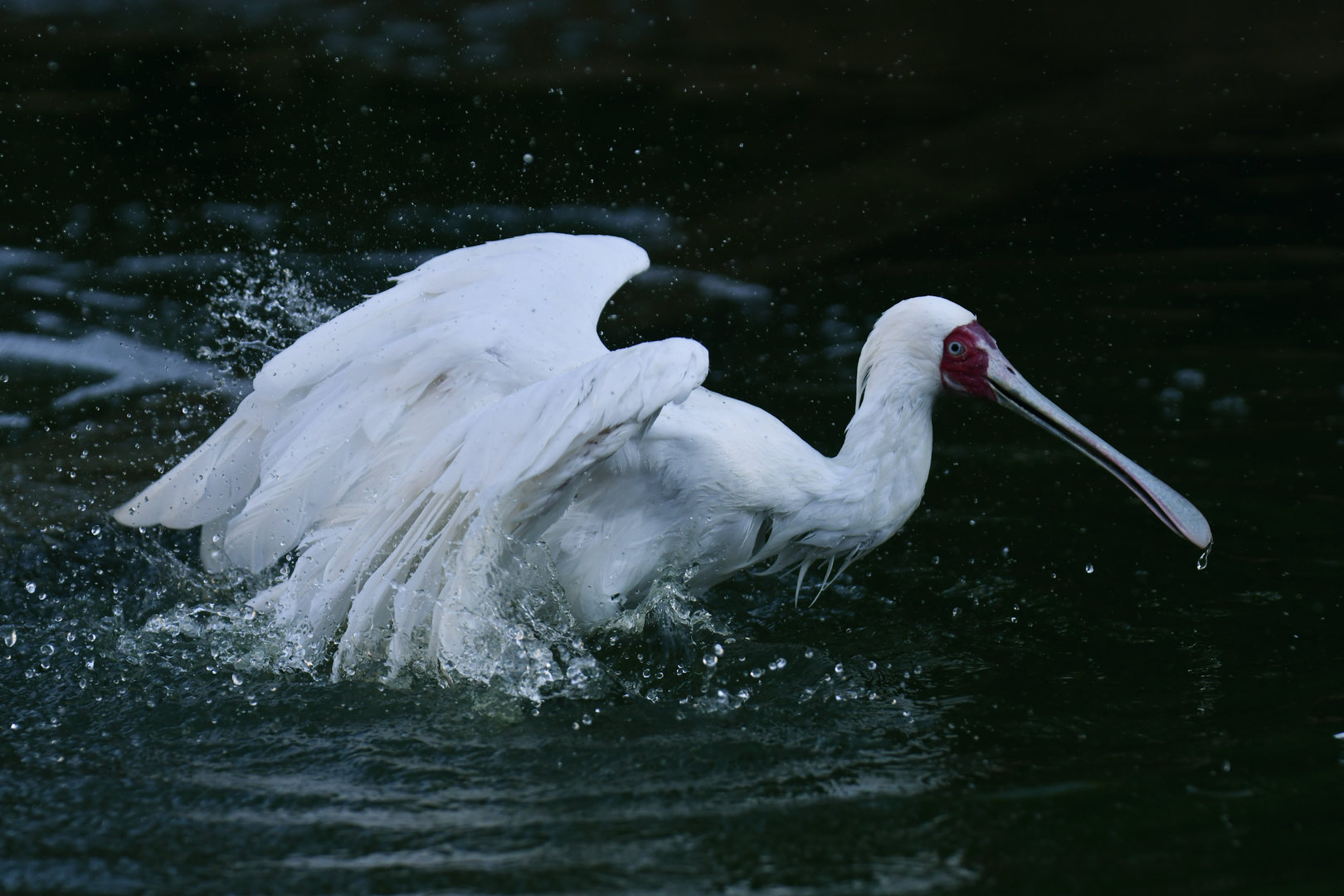 African spoonbill (Platalea alba)