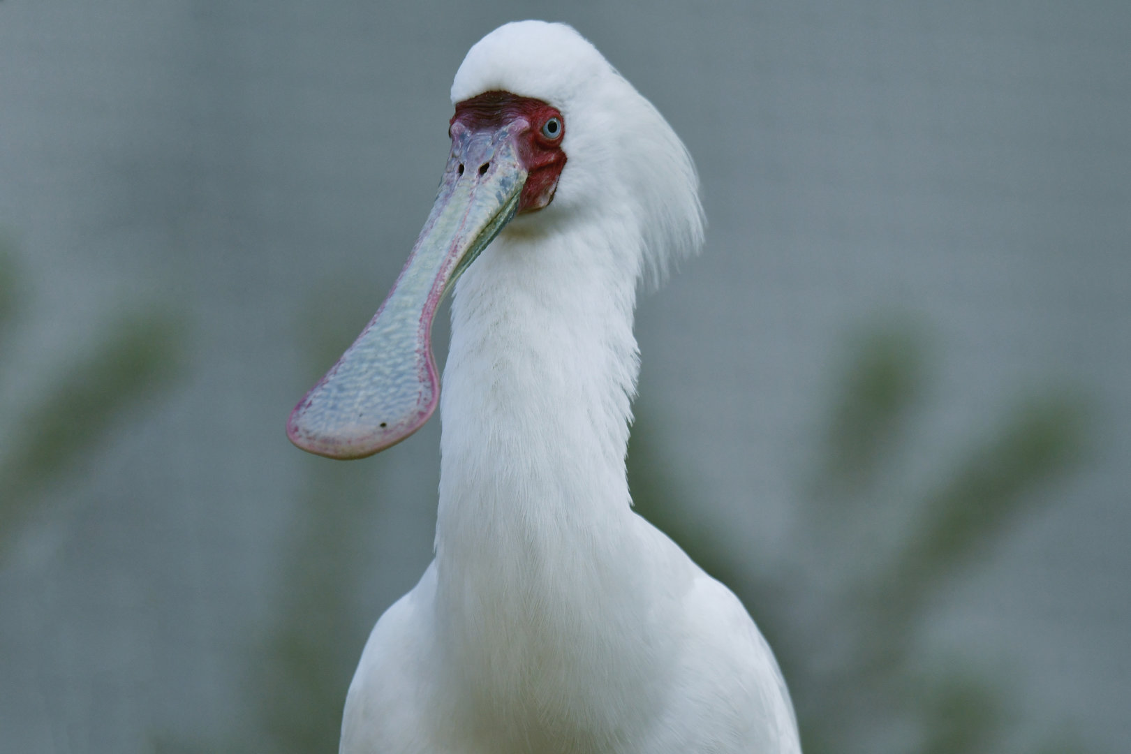 African spoonbill (Platalea alba)