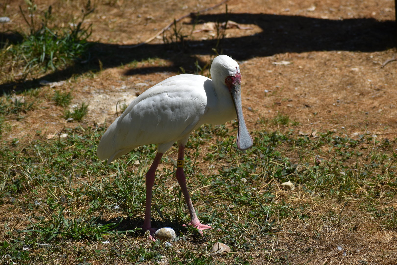 African Spoonbill - Platalea alba