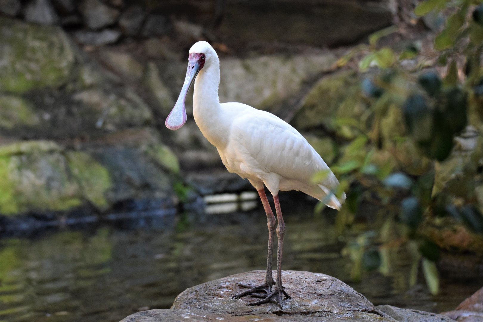 African Spoonbill (Platalea alba)