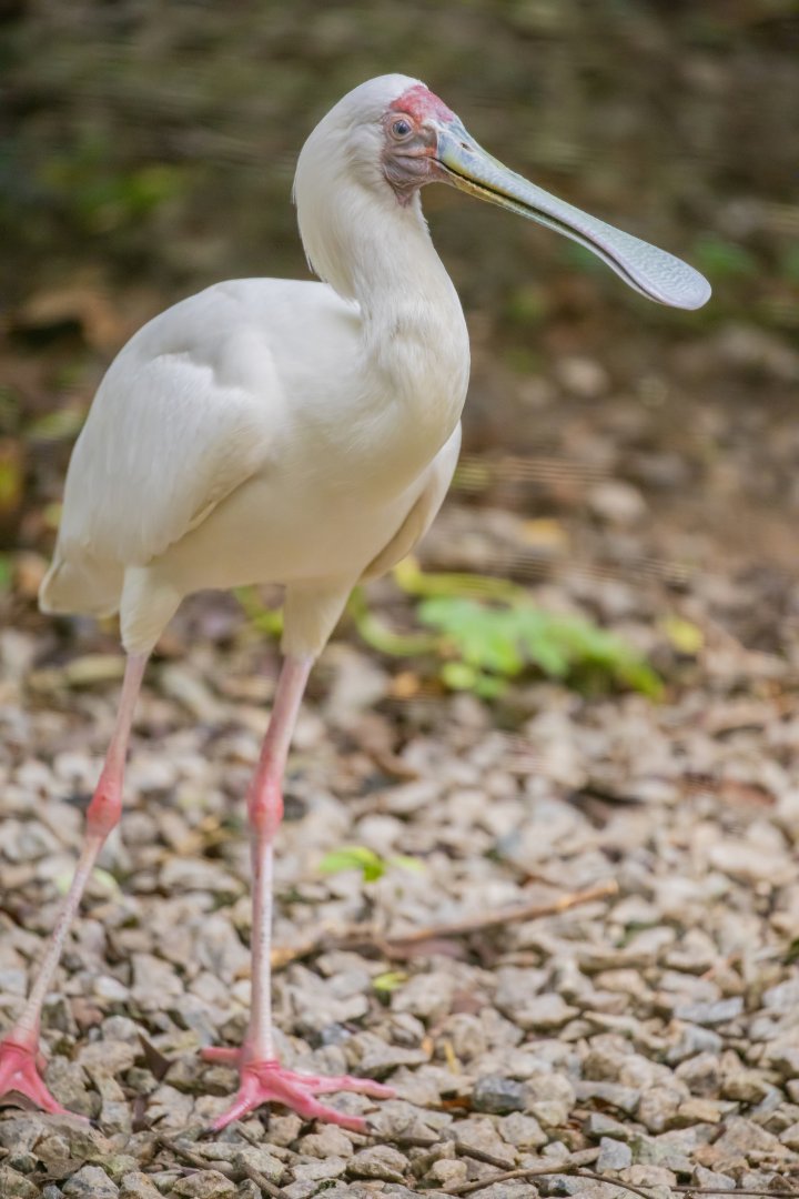 African Spoonbill （Platalea alba）