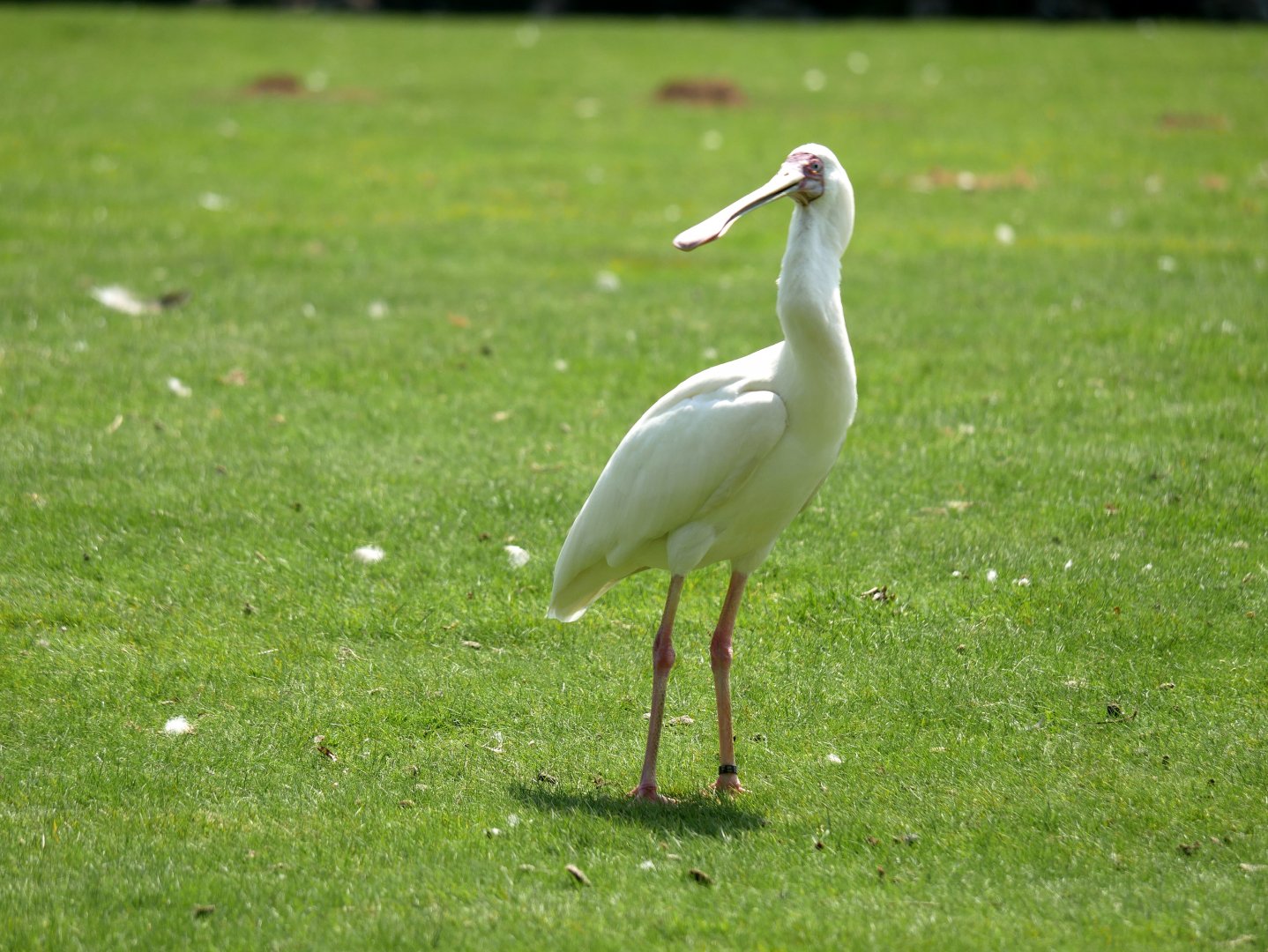 African spoonbill (Platalea alba)