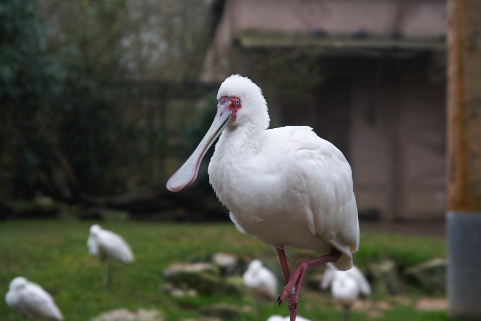 African Spoonbill (Platalea alba)