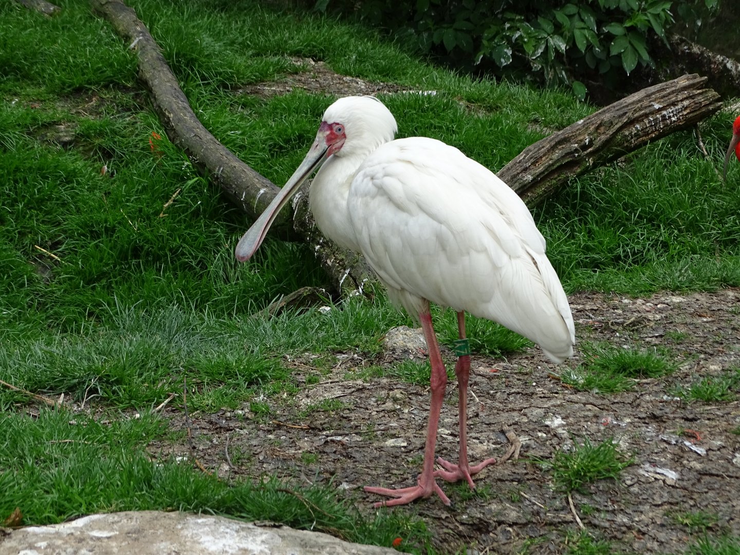 African spoonbill (Platalea alba)