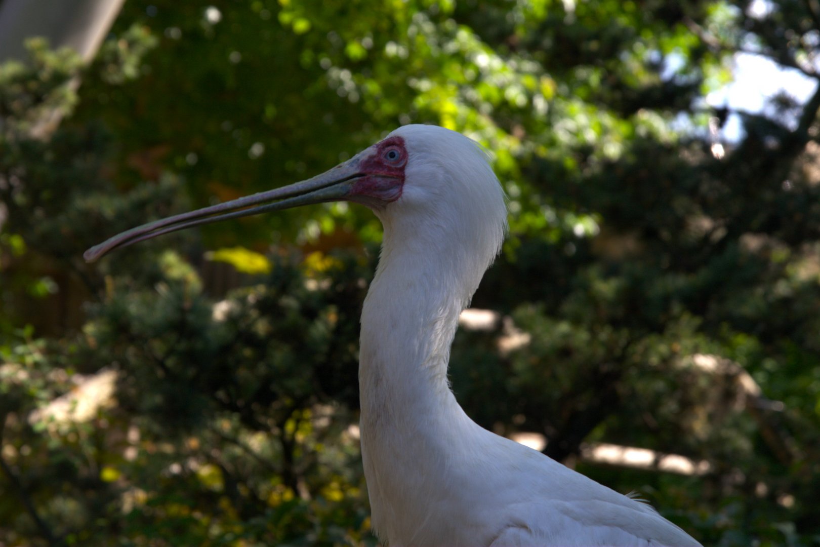 African Spoonbill (Platalea alba)