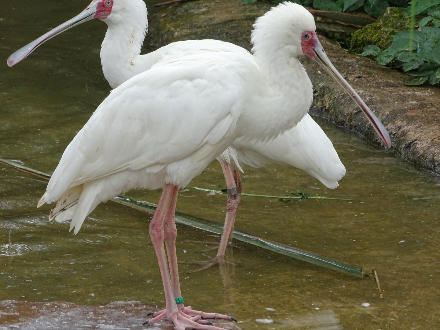 African spoonbill (Platalea alba)