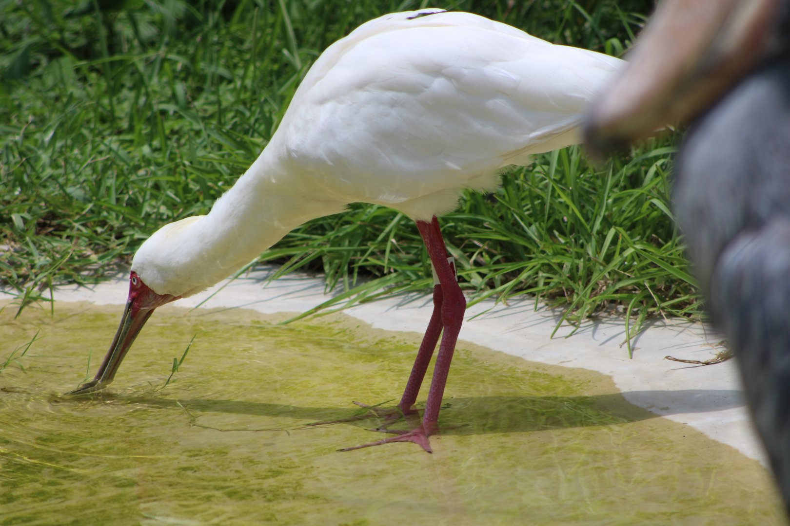 African Spoonbill (Platalea alba)