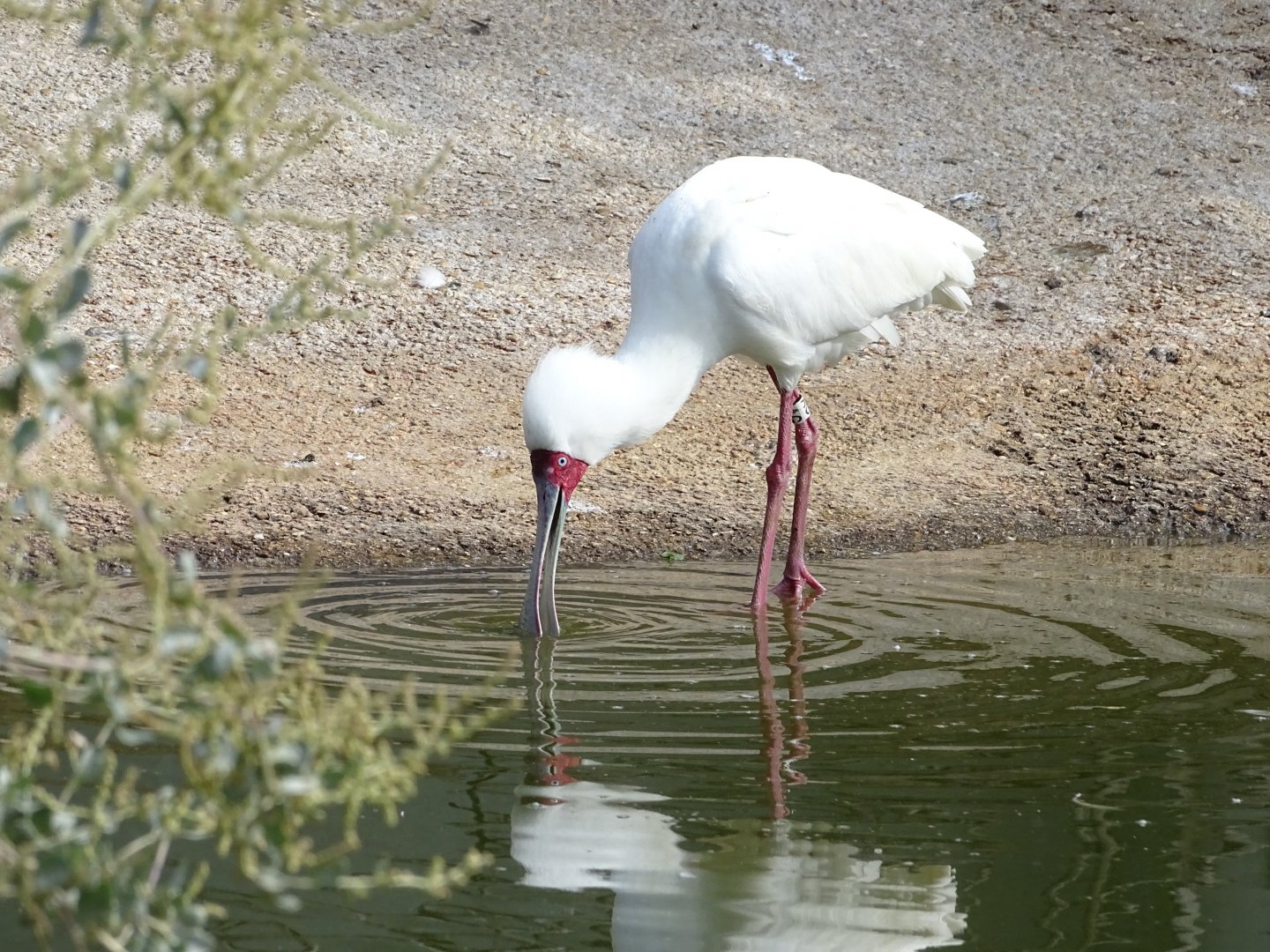African spoonbill (Platalea alba)