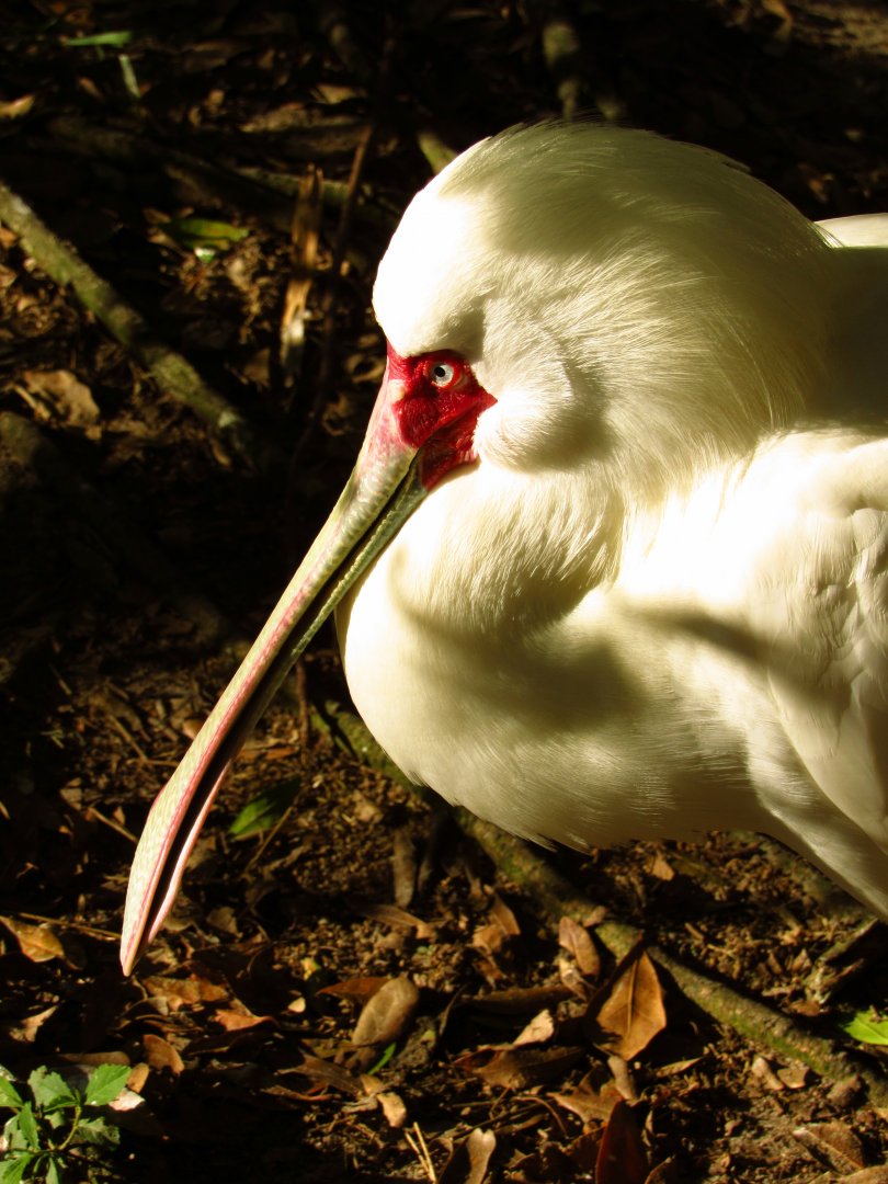 African Spoonbill Portrait