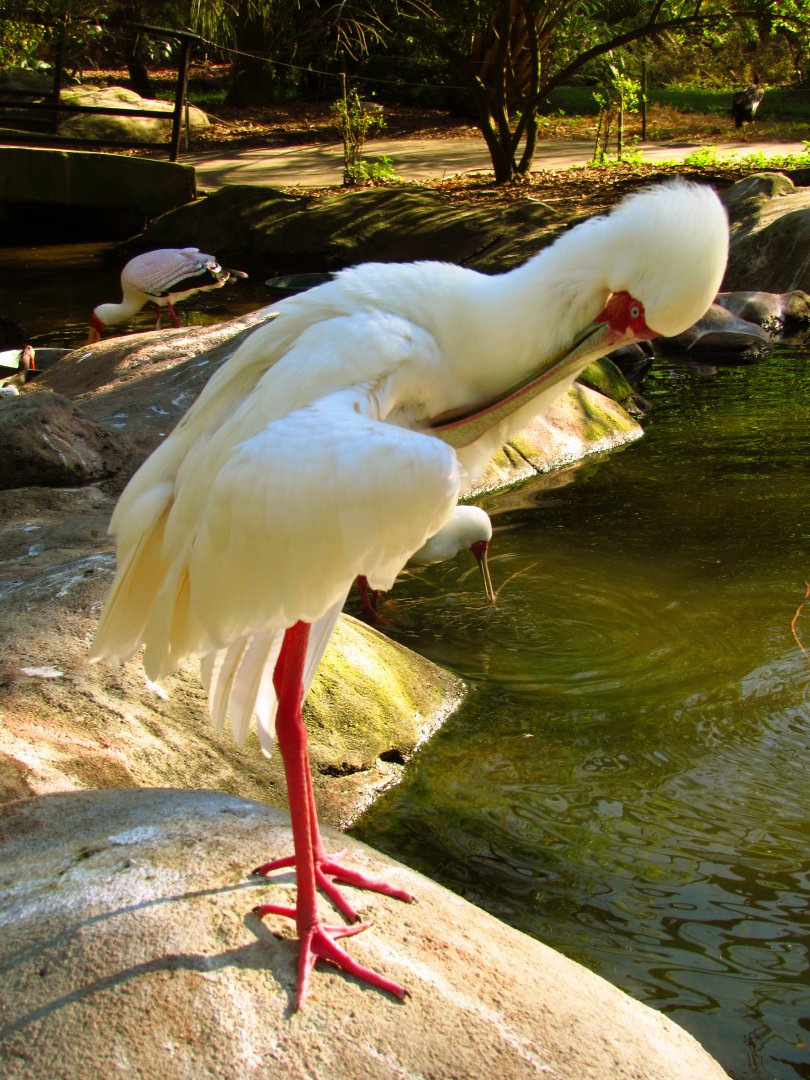 African Spoonbill Preening