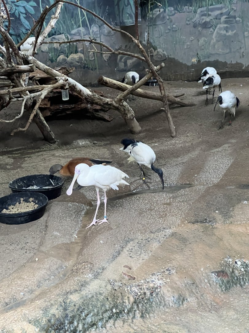 African Spoonbill, Sacred Ibis, and South African Shelduck