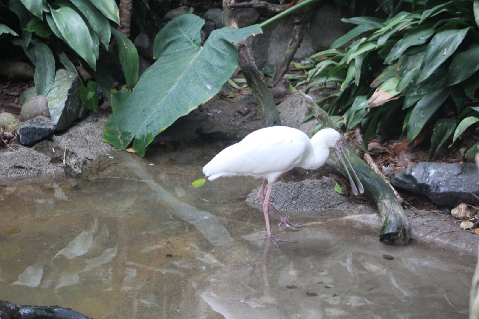 African Spoonbill - Scripps Avairy