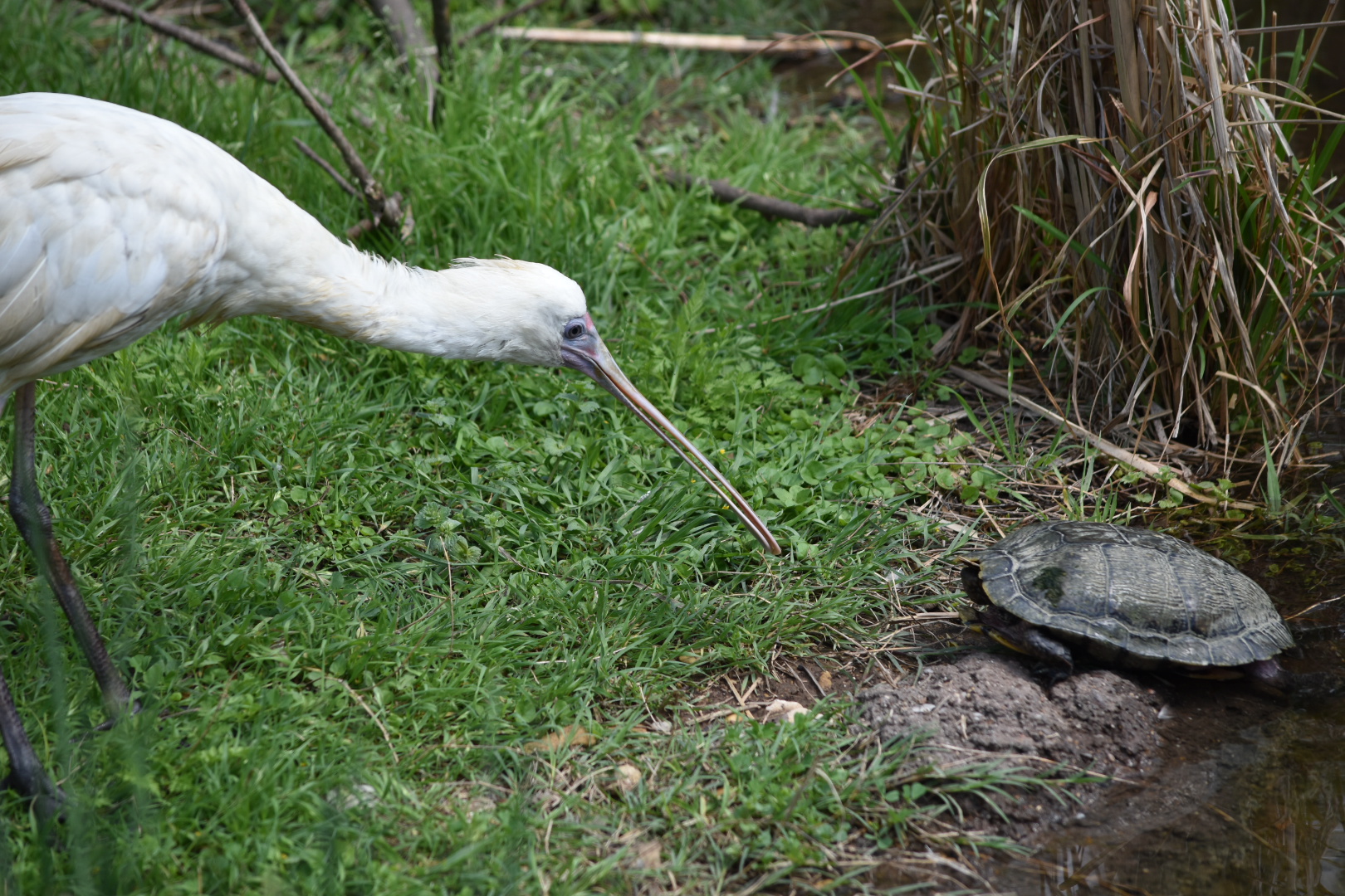 African Spoonbill Versus Turtle