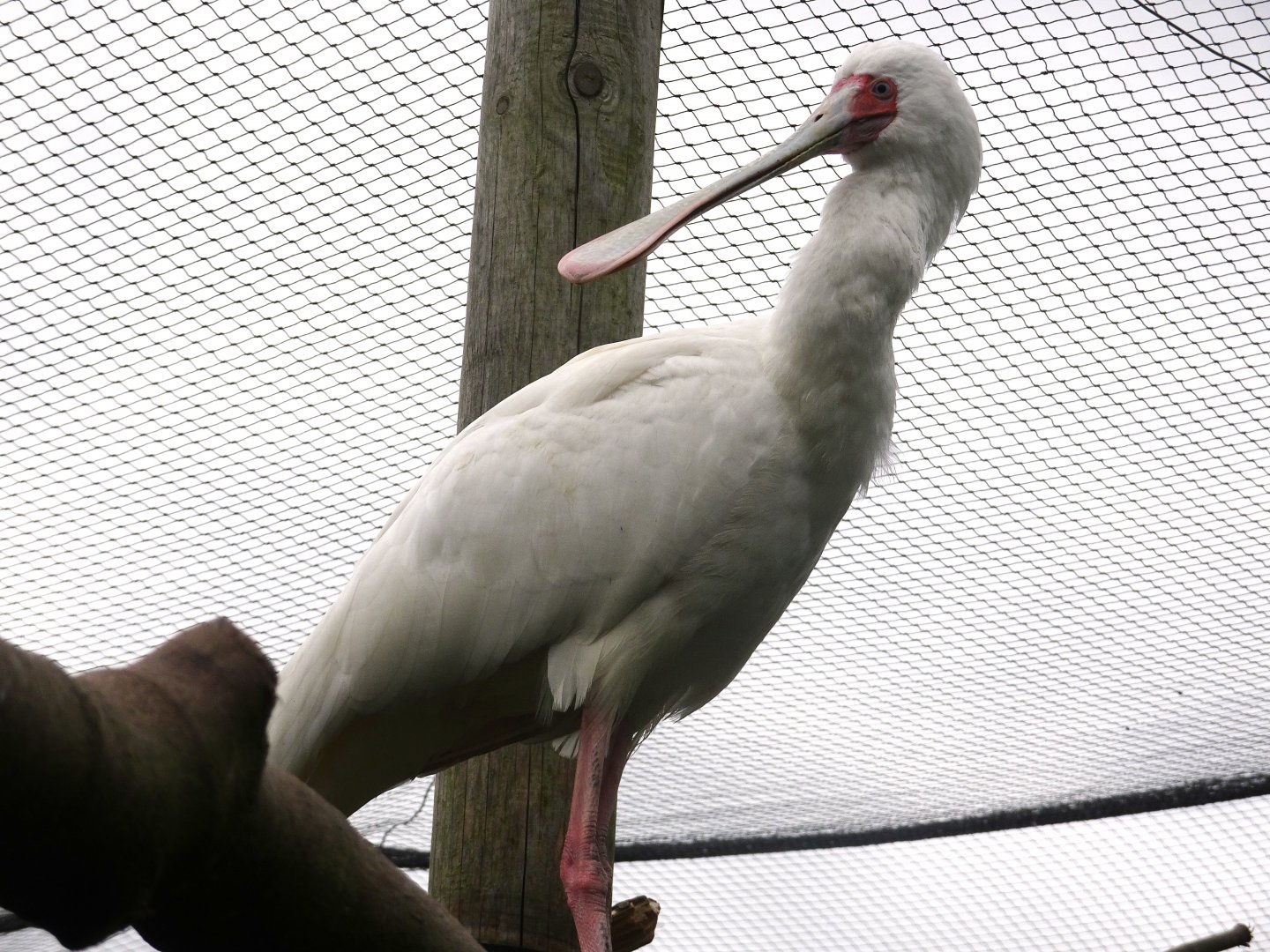African Spoonbill, Wild Discovery, 2 August 2025