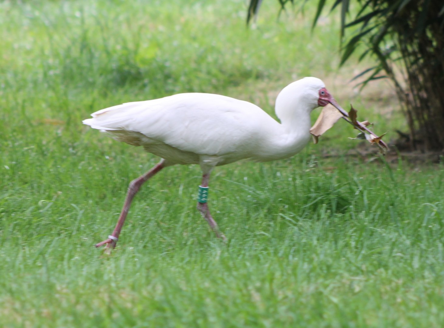 African spoonbill with nesting-material