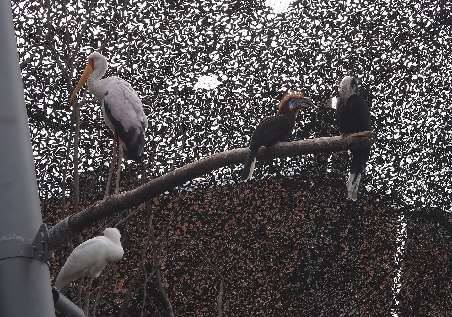 African spoonbill, Yellow-billed stork and Black-casqued hornbills in the savanna aviary, 2022-07-10