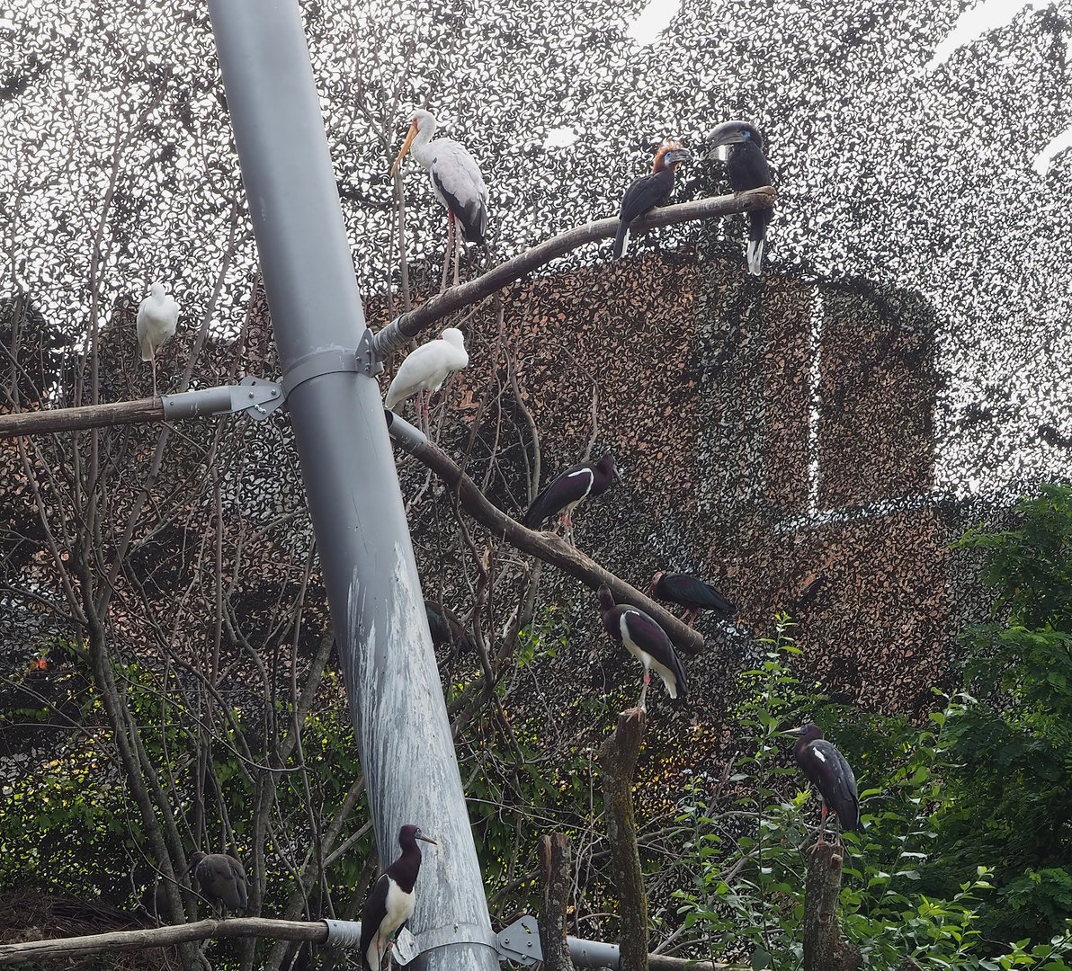 African spoonbill, Yellow-billed stork, Black-casqued hornbills, Southern bald ibis and Hadada ibis in the savanna aviary, 2022-07-10