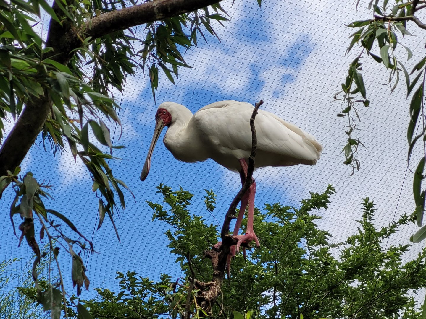 African spoonbill -Zoo du bassin d'Arcachon (2024)