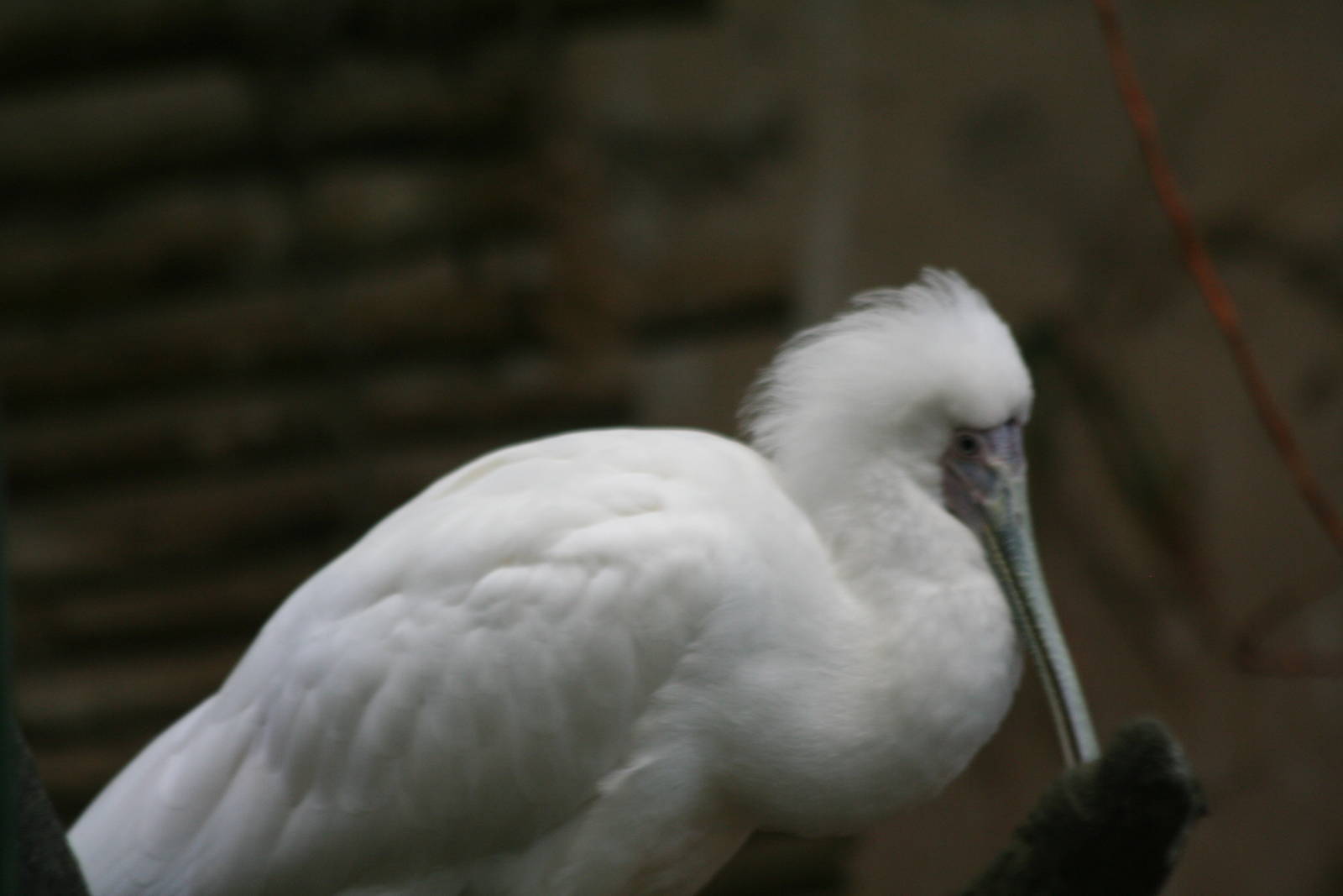 African Spoonbill