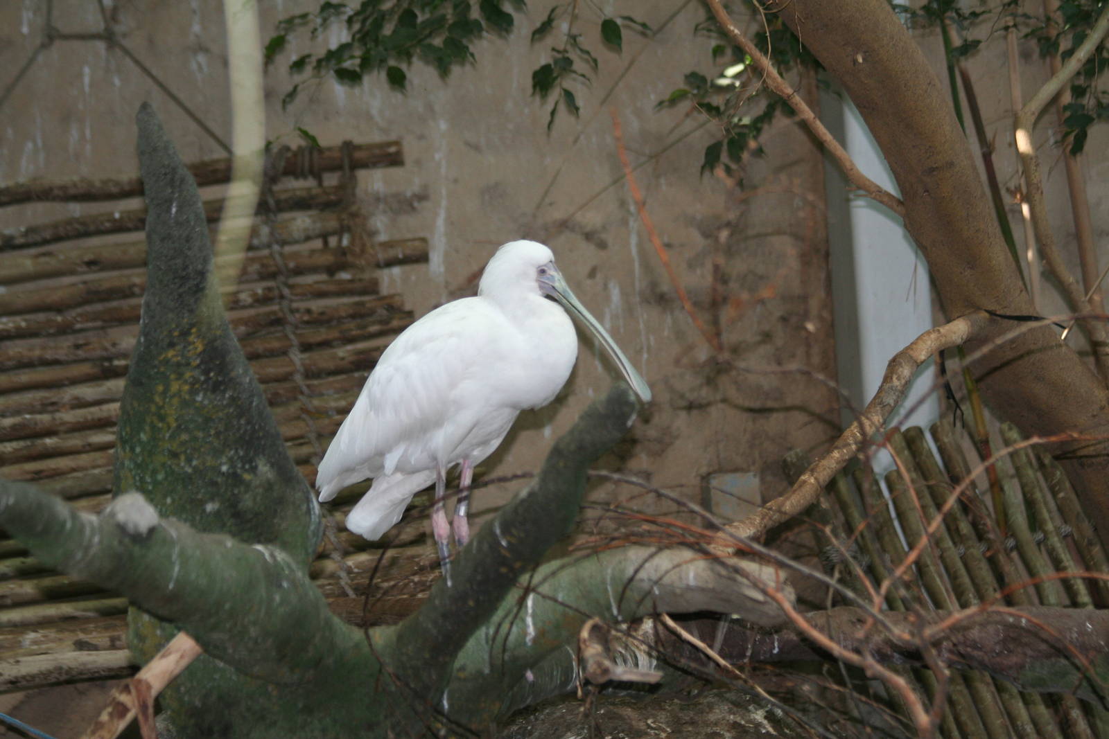 African Spoonbill