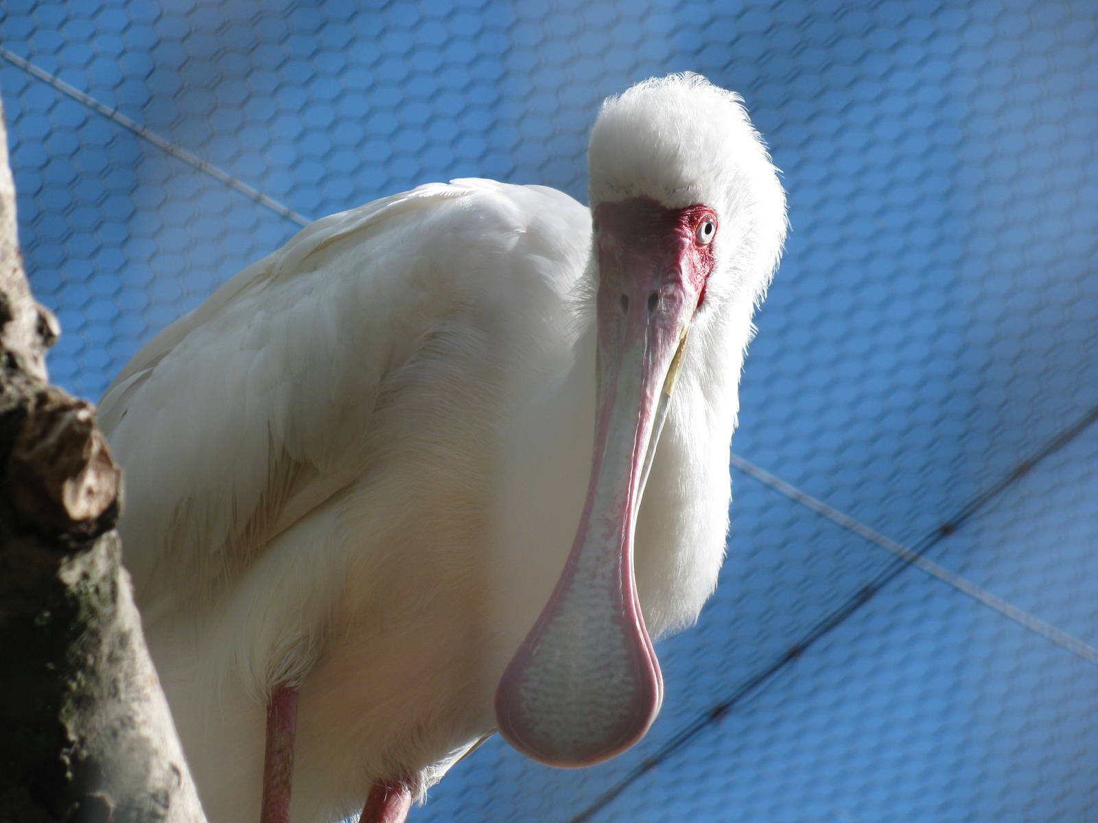 African Spoonbill