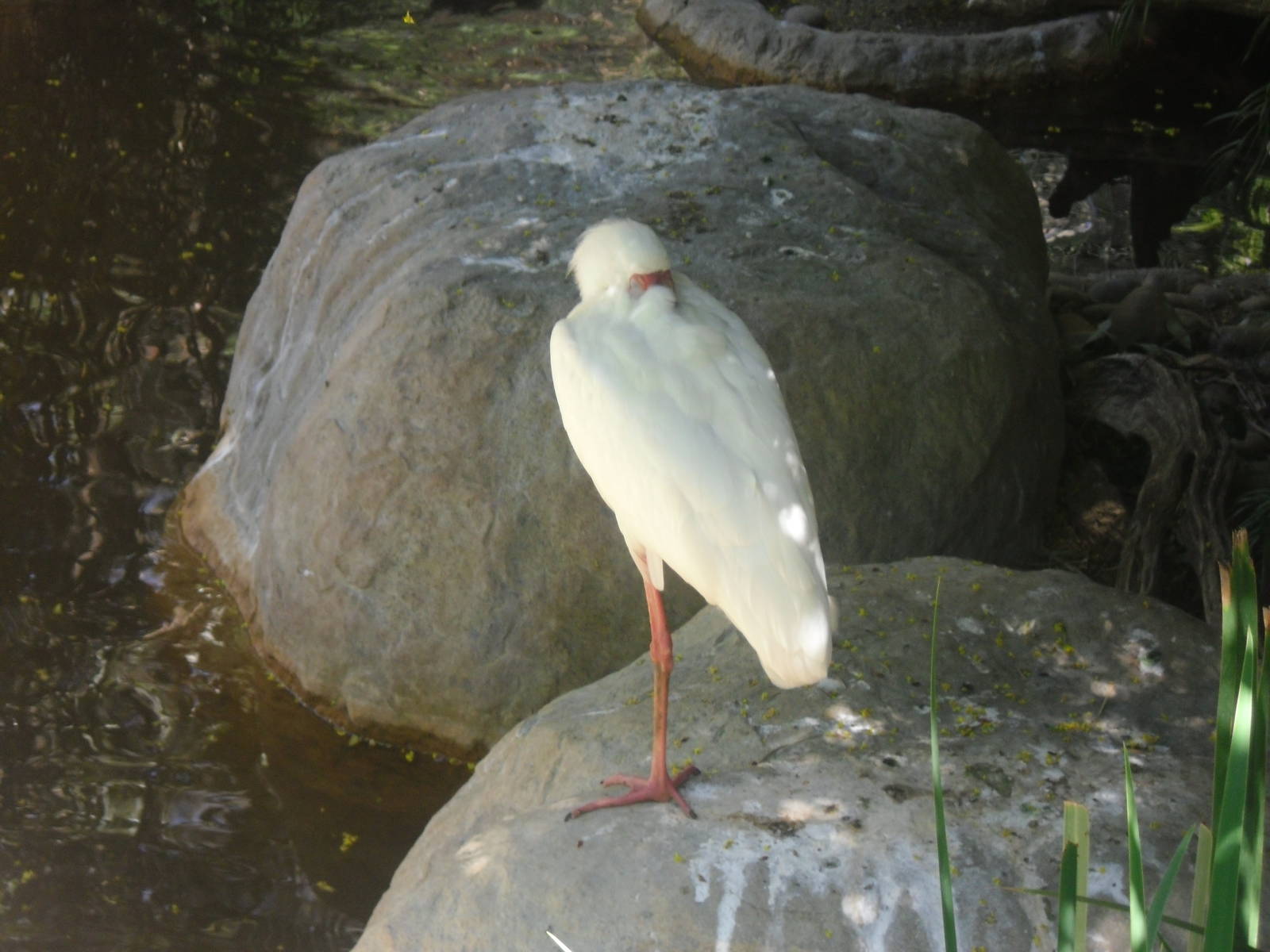 African Spoonbill