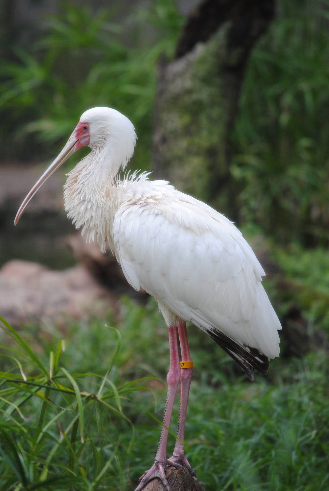 African Spoonbill