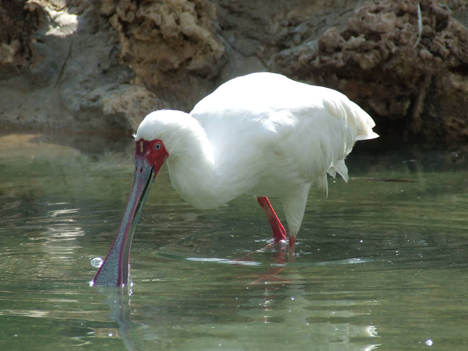 African spoonbill