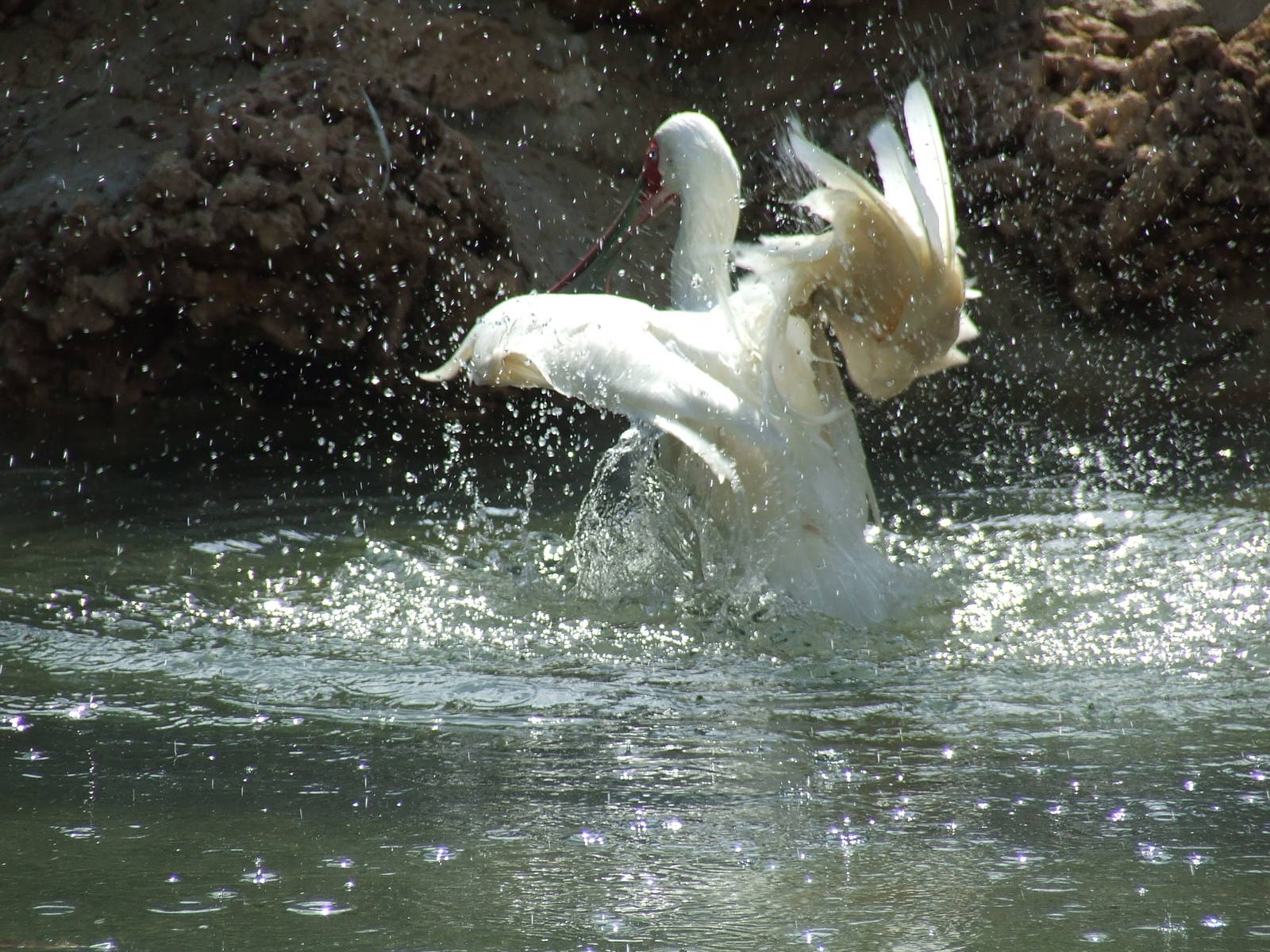 African spoonbill